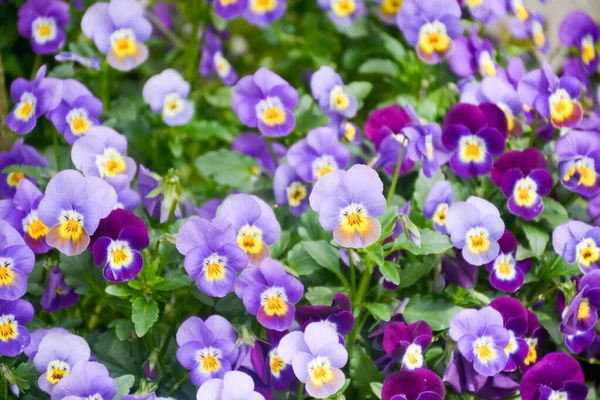 Renkli Viyola Çiçekleri Olan Çiçek Arkaplanı Hollanda Bahar Mevsimi Bahçe — Stok fotoğraf