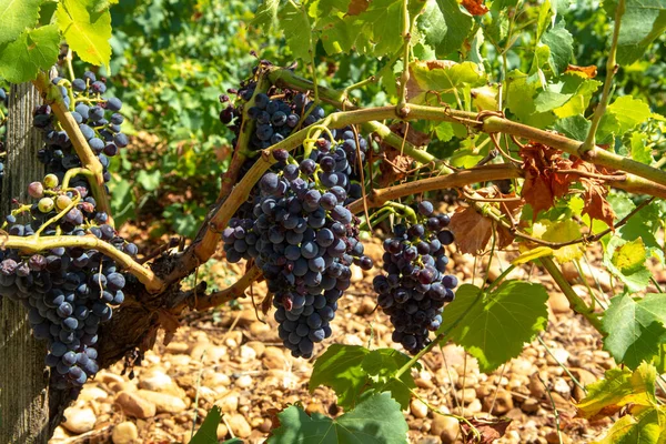 Hoge Kwaliteit Franse Wijnproductie Rode Wijn Rijpe Druiven Planten Groeien — Stockfoto