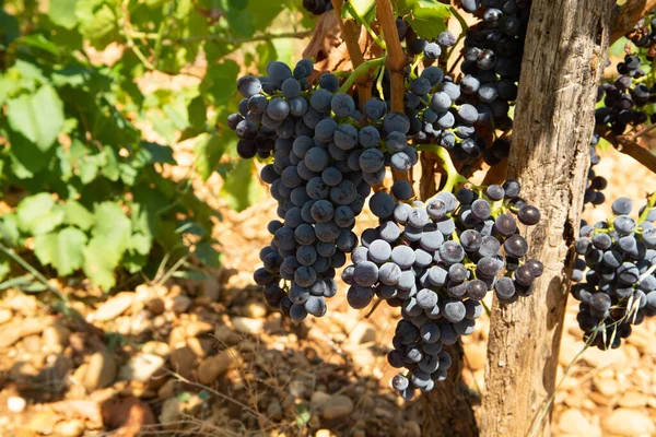シャトーヌフ プロヴァンス フランスで栽培されている高品質のフランスワイン生産 赤ワイン熟したブドウの植物 — ストック写真