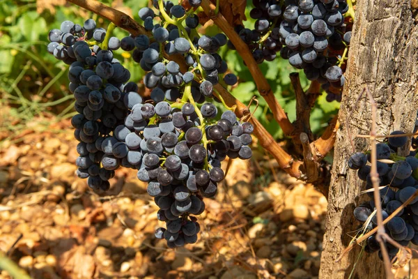 Producción Vino Francés Alta Calidad Uvas Maduras Vino Tinto Que — Foto de Stock