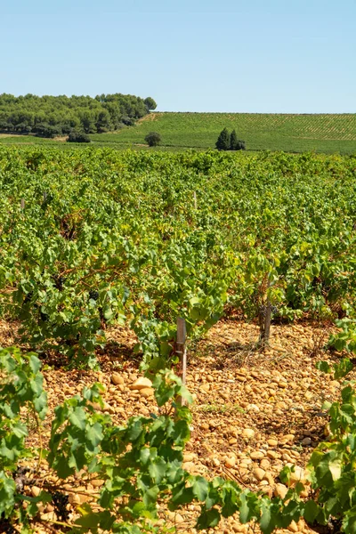 Produzione Vino Francese Alta Qualità Vino Rosso Uve Mature Piante — Foto Stock