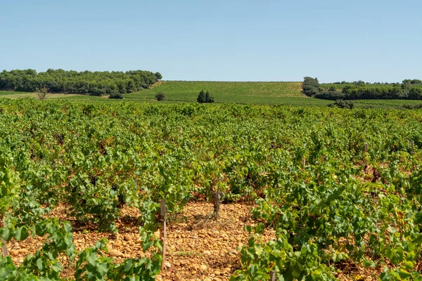 Produção Vinho Francês Alta Qualidade Vinho Tinto Plantas Uvas Maduras — Fotografia de Stock