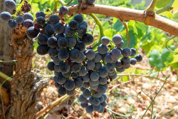 Producción Vino Francés Alta Calidad Uvas Maduras Vino Tinto Que — Foto de Stock