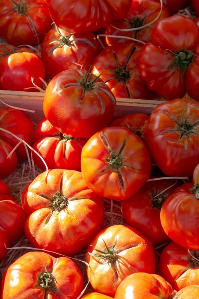 Produtos Hortícolas Sul França Agricultores Tomates Maduros Biológicos Sortimento Mercado — Fotografia de Stock