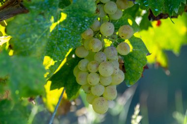 Biyolojik şaraphane beyaz şarap üzüm bağı Provence, Güney Fransa 'da gün batımında