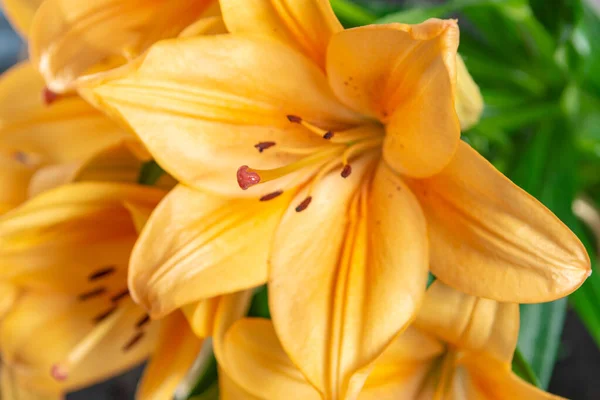 Sensual Bouquet Beautiful Orange Lilies Flowers Close — Stock Photo, Image