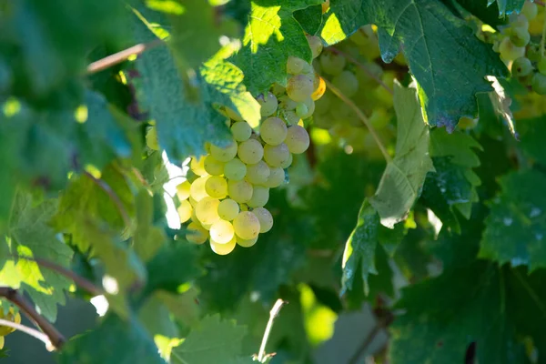 Bioweingut Weißweinberg Der Provence Südfrankreich Bei Sonnenuntergang — Stockfoto