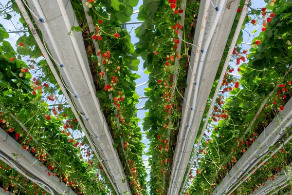 Sırayla Olgun Büyük Kırmızı Çilek Bitkileriyle Sera Hasat Için Hazır — Stok fotoğraf