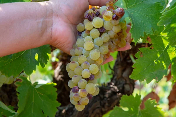 Vinho Branco Maduro Uvas Plantas Vinha França Branco Maduro Muscat — Fotografia de Stock