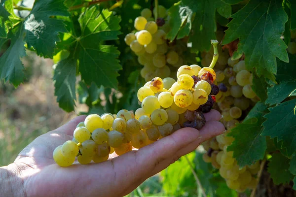 Vins Blancs Mûrs Sur Vignoble France Raisins Musqués Mûrs Blancs — Photo