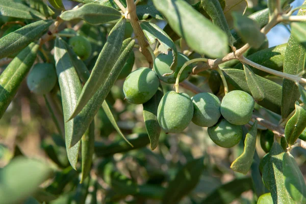 Oliviers Verts Mûrs Poussant Sur Olivier Dans Jardin — Photo