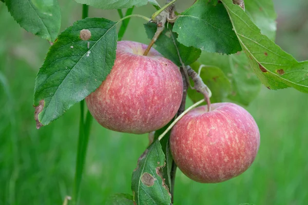 Νέα Συγκομιδή Υγιών Φρούτων Ώριμα Γλυκά Ροζ Μήλα Που Φυτρώνουν — Φωτογραφία Αρχείου
