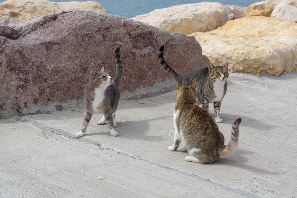 Cats of Eilat, Israel. Many cats leave on streets and beaches of Eilat, they protect the city from rats and snakes