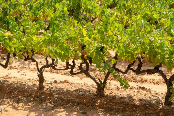 法国红葡萄酒和玫瑰葡萄种植 生长在矿化的土地上 法国新收获的葡萄酒 Vaucluse Luberon Aop领域或城堡葡萄园关闭 — 图库照片