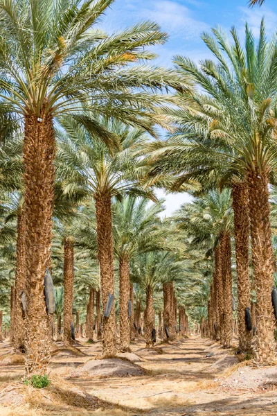 Phoenix Dactylifera Çiftliği Genellikle Arava Negev Çöllerinde Hurma Ağaçları Veya — Stok fotoğraf