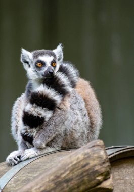 Halka kuyruklu lemur, lemur catta, ağaca yakın oturuyor.
