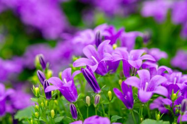 Campanula americana ya da Amerikan çan çiçekleri, bahçe ve dekorasyon için bahar leylağı çiçeği, çiçek arkaplanı