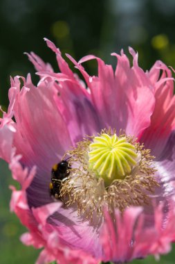 Papaver somniferum 'un güzel çiçekleri ya da afyon tohumlu haşhaş bitkisi. Yaklaş ve arı