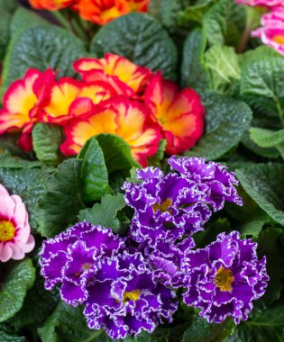 Baharda bahçe işleri, çok renkli primula çiçekleri kapanıyor.