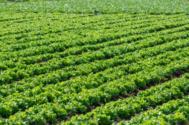 Yunan güneşinin altında yetişen taze yeşil salata bitkileriyle dolu tarla, Yunanistan 'da tarım.