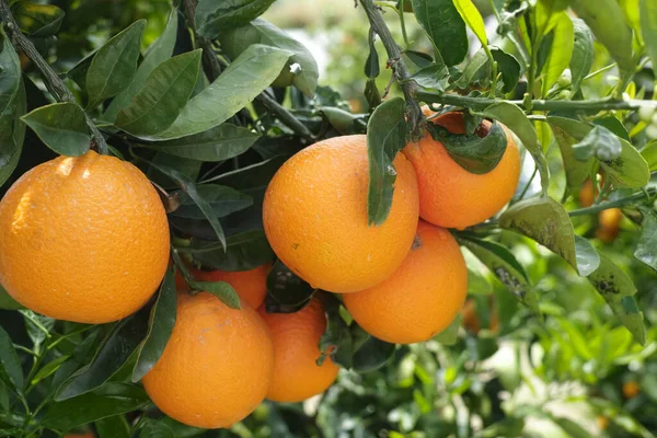 Skördetid Apelsinträdsträdgård Grekland Mogen Gul Navel Apelsiner Citrusfrukter Hängande Träd — Stockfoto