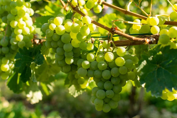 Winnica Uprawy Winogron Białych Riesling Lub Winorośli Chardonnay Latem — Zdjęcie stockowe
