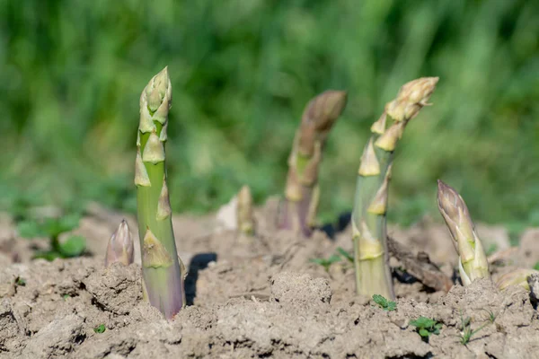 Reifer Grüner Bio Spargel Der Auf Dem Feld Der Bauern — Stockfoto