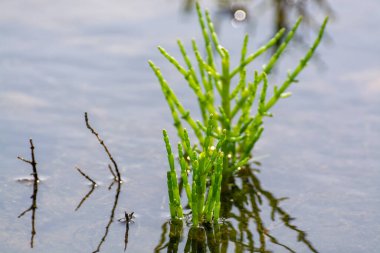 Salicornia edible plants growing in salt marshes, beaches, and mangroves, named also glasswort, pickleweed, picklegrass, marsh samphire, mouse tits, sea beans, samphire greens or sea asparagus.