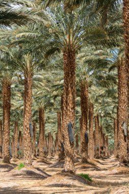 Phoenix Dactylifera çiftliği, genellikle Arava ve Negev çöllerinde hurma ağaçları veya hurma ağaçları olarak bilinir, tatlı ve lezzetli Medjool hurma meyveleri yetiştirme