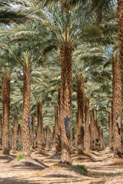 Plantation of Phoenix dactylifera, commonly known as date or date palm trees in Arava and Negev desert, Israel, cultivation of sweet delicious Medjool date fruits clipart