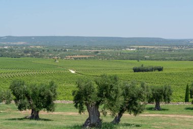 Apulia, İtalya 'da üzüm bağları ve çok eski zeytin ağaçları, ünlü şarap merkezi ve ekstra bakire zeytinyağı üretimi