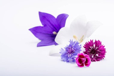 White and purple bell flowers and cornflowers close up, isolated on white background copy space clipart