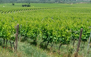 Güney İtalya 'nın Apulia bölgesinde üzüm bağları ve üzüm bağları var.