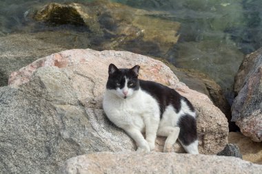 Eilat Kedileri, İsrail. Birçok kedi Eilat 'ın sokaklarına ve sahillerine gider, şehri farelerden ve yılanlardan korurlar.