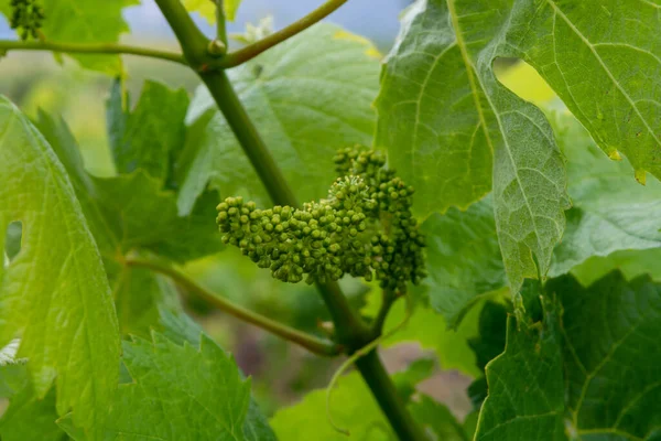 Young Green Unripe Grapes Vines Vineyard Close — Stock Photo, Image