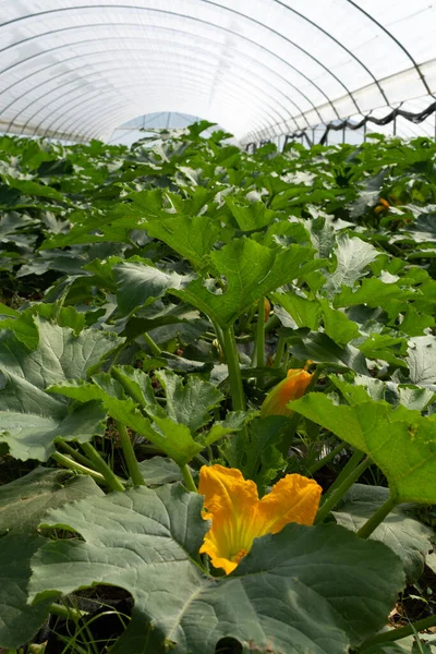 Fiatal Növények Rijpende Cukkini Zöldségek Termesztés Üvegházhatású Közeli Mezőgazdaság Görögországban — Stock Fotó