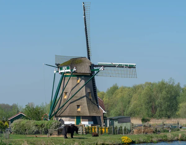 Holandská Jarní Krajina Tradičním Starým Větrným Mlýnem Říčních Zelených Pastvinách — Stock fotografie