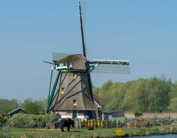 Paisaje Primavera Holandés Con Antiguo Molino Viento Tradicional Río Pastos —  Fotos de Stock