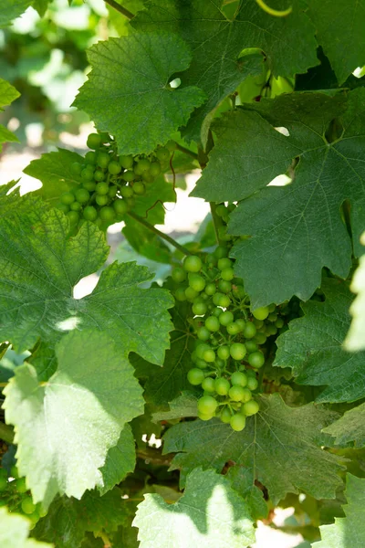 Zrání Hroznů Vinných Hroznech Skvělé Vinařské Oblasti Jižní Itálie Léto — Stock fotografie