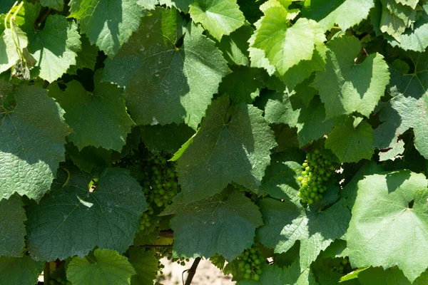 南イタリアの素晴らしいワイン地域 プーリアの夏のワインブドウの木にぶどうを熟す — ストック写真