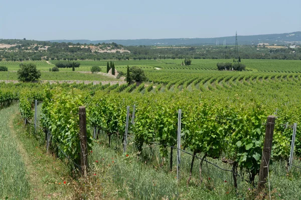 Grandi Vigneti Con Filari Uve Vino Piante Grande Regione Vinicola — Foto Stock