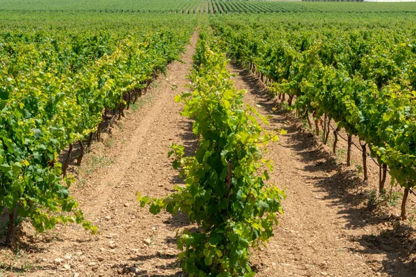 Grandes Vinhas Com Fileiras Plantas Uvas Vinho Grande Região Vinícola — Fotografia de Stock