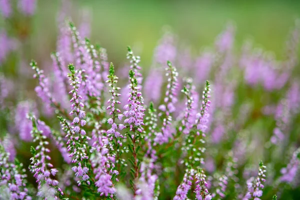 Blossom Heather Plant Kempen Forest Brabant Ολλανδία Close — Φωτογραφία Αρχείου