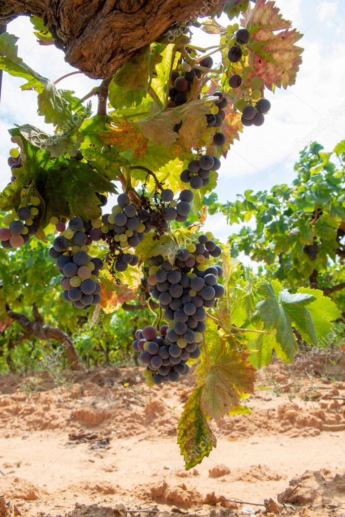 French red and rose wine grapes plant, growing on ochre mineral soil, new harvest of wine grape in France, Vaucluse Luberon AOP domain or chateau vineyard close up
