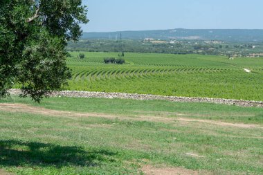 Apulia, İtalya 'da üzüm bağları ve çok eski zeytin ağaçları, ünlü şarap merkezi ve ekstra bakire zeytinyağı üretimi