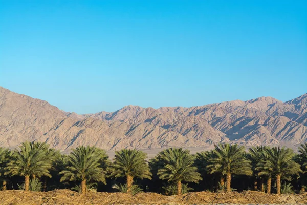 Phoenix Dactylifera Çiftliği Genellikle Arava Çölünde Hurma Ağaçları Veya Hurma — Stok fotoğraf