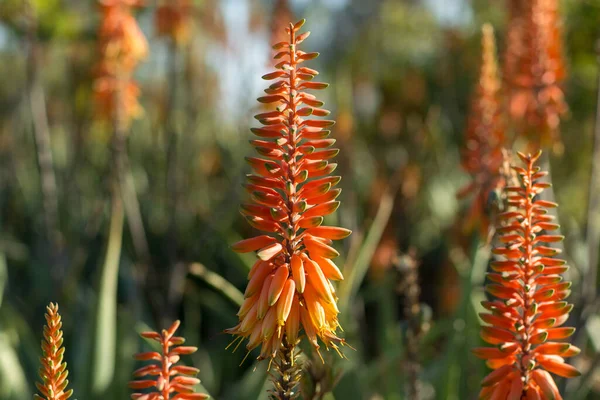 Fioritura Colorata Pianta Succulenta Medicinale Aloe Vera — Foto Stock