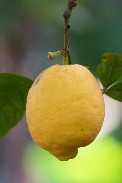 Maturo Grande Limone Giallo Agrumi Tropicale Appeso All Albero Limone — Foto Stock