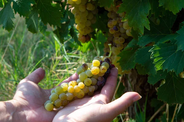 Vins Blancs Mûrs Sur Vignoble France Raisins Musqués Mûrs Blancs — Photo