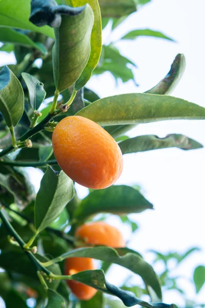 Tropiska Små Mogna Apelsinfrukter Kumquats Träd Närbild Redo Att Skörda — Stockfoto